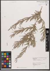 Foto von Salix wilhelmsiana M. Bieb.